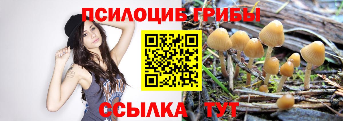 Галлюциногенные грибы Magic Shrooms  Вход с VPN  Находка  Псилоцибиновые грибы Psilocybine cubensis 